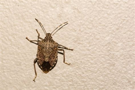 How To Get Rid Of Stink Bugs In Your Home 8 Effective Ways The Pest Dude