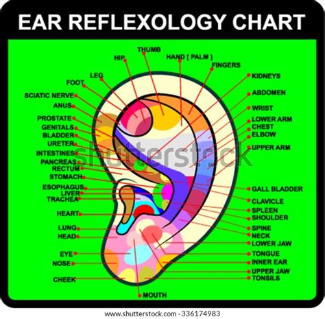 Ear Reflexology Chart Vector Stock Vector Royalty Free 336174983