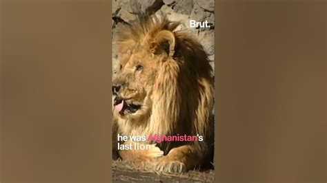 Marjan Sad Story Of Kabul Zoo Only Lionkabul Afghanistan Zoolion