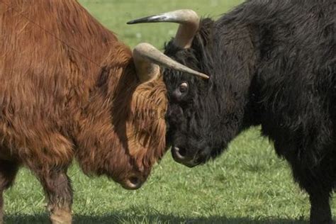 Scottish Highland Cattle Fighting Download Animals