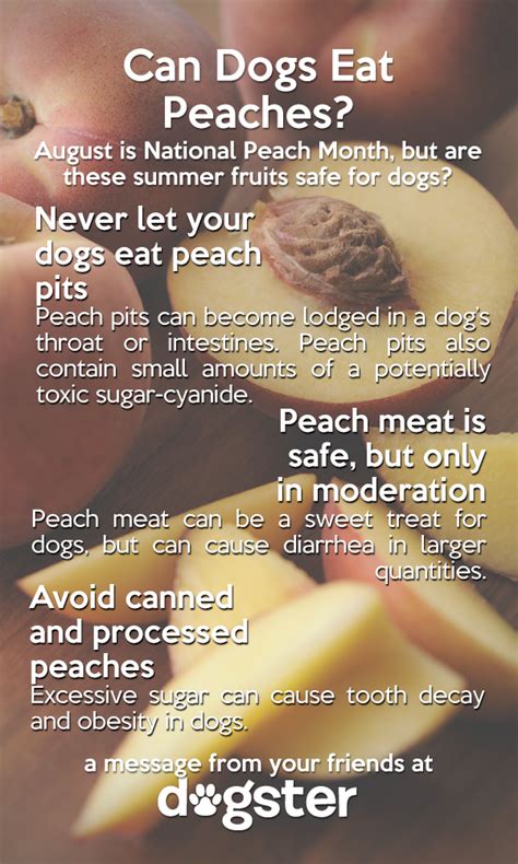 Mix the peach and some fresh fruits with plain greek yogurt and blend or puree it for a tasty pup smoothie. Can Dogs Eat Peaches?