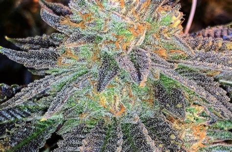 Zkittlez Strain An Indica Leaning Hybrid That Tastes Like Candy