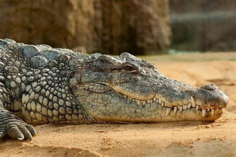 Create Meme Crocodile Animal Crocodiles Nile Crocodile Pictures