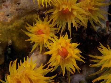 Underwater Flowers Picture Of Atmosphere Resort Dauin Tripadvisor