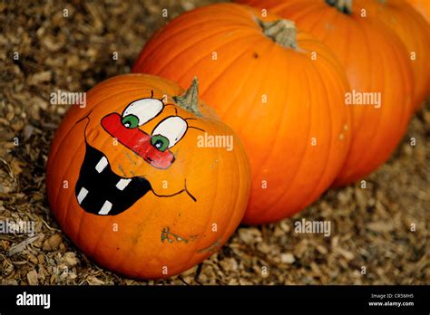 Snake Made Of Pumpkins Cucurbita Sp With A Face Stock Photo Alamy