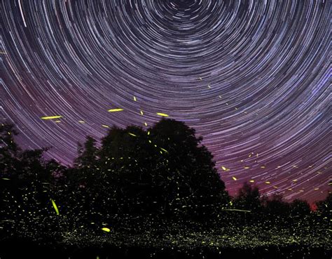 Fireflies Xerces Society