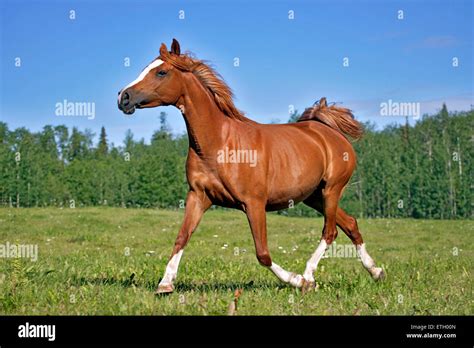 Chestnut Arabian Mare Trotting In Meadow Stock Photo Alamy