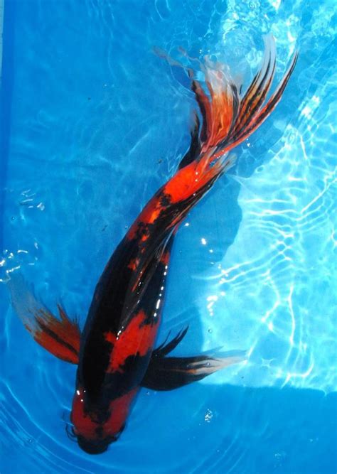 Black Butterfly Koi | Butterfly Koi | Butterfly Koi & Koi & Oranda Po…