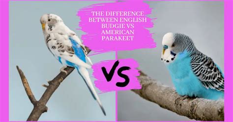 The Difference Between English Budgie Vs American Parakeet