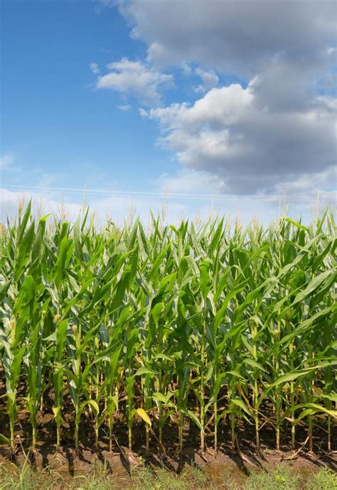 Corn Field Crops Stock Photo Image Of Crops Southern 59802218