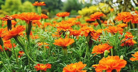 The 15 Easiest Flowers To Grow Purewow