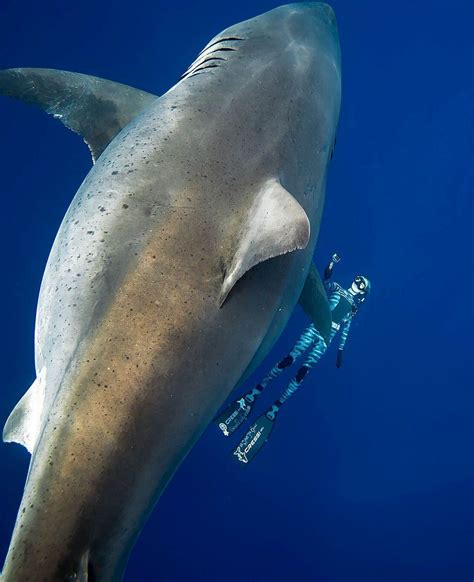 Divers Swim With One Of Biggest Great White Sharks Off Hawaii Bbc News