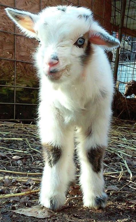 A Very Fluffy Baby Goat Baby Goats Cute Baby Animals Cute Animal