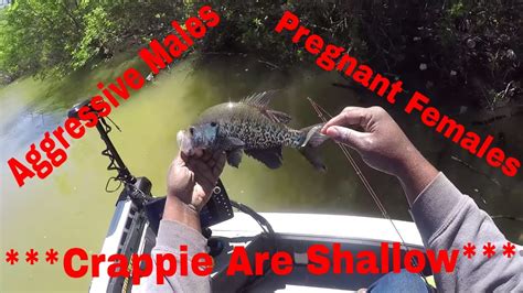 Tips To Catch Crappie In Shallow Water Easy Spring Fishing Youtube