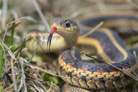 Black And Yellow Striped Garter Snake Bios Pics