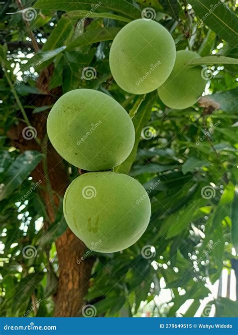 Mango Fruit Hanging On Tree Stock Image Image Of Branch Pulp
