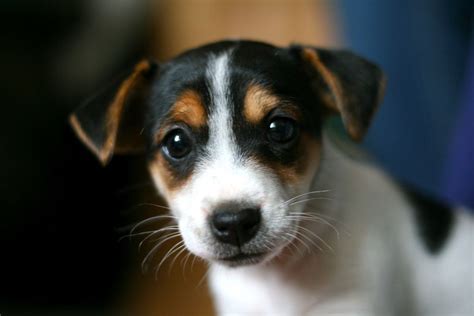 My Friends 6 Week Old Jack Russell Terrier Puppy Is Just Made Of A