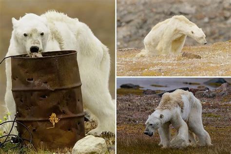 Heartbreaking Moment Dying Polar Bear Desperately Searches For Food On