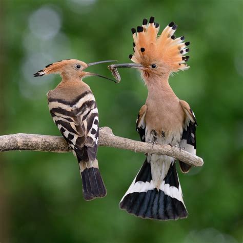 Youd Never Believe These Facts About Hoopoe Birds Page 2 Animal