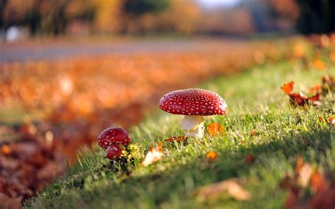 Red Mushroom Mushroom Grass Nature Depth Of Field Hd Wallpaper