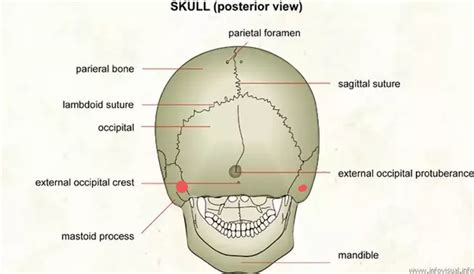 What Are The Protruding Bumps At The Back Of The Skull Roughly In These