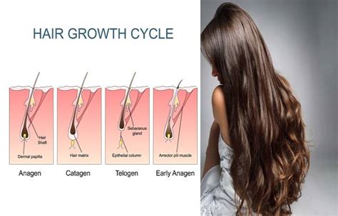 What Is Hair Growth Definition Cycle And 13 Tips To Grow Faster