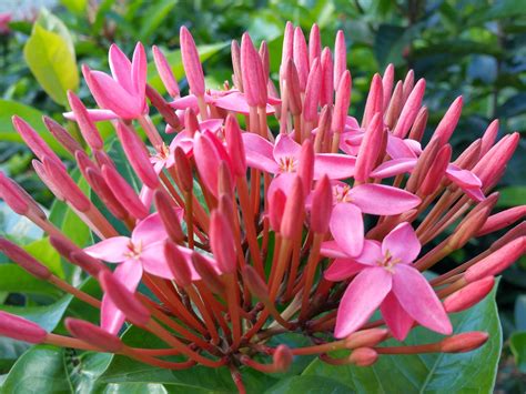 Nora Grant Tropical Ixora Live Plant Plant Bright Pink Flowers Starter