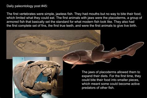 Daily Paleontology Post 45 Armored Fish And The First Jaws Rforsen