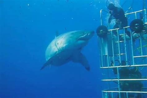 This May Just Be The Largest Great White Shark Ever Caught On Camera