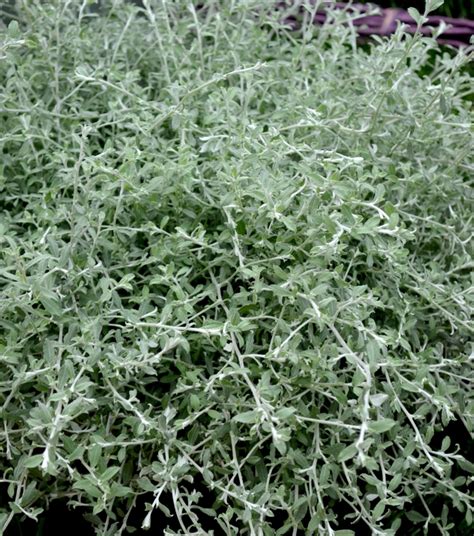 Helichrysum Petiolare Silver Star Licorice Plant Garden Center