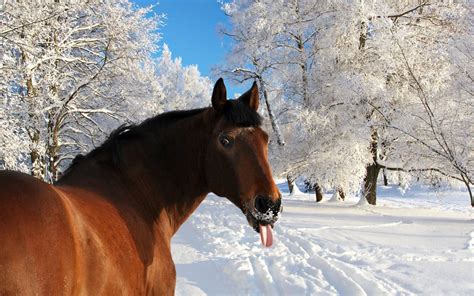 Winter Snow Nature Landscape Horse Funny Humor Wallpapers Hd