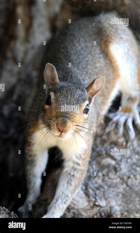 Gray Squirrel Facing The Camera Stock Photo Alamy