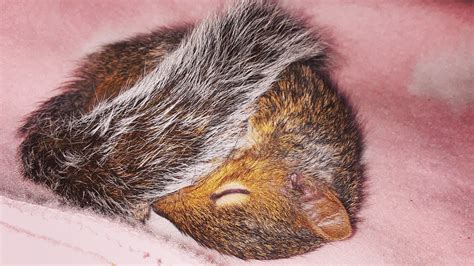 Most reptiles are legal in ca (no manny on july 31, 2019: Petition · Legalize squirrels as pets in California ...