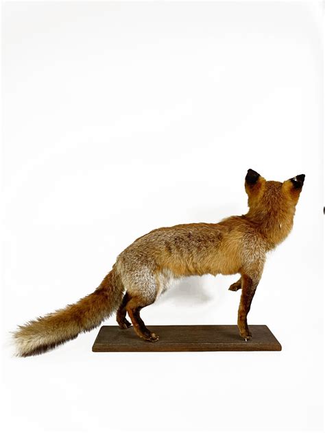 Taxidermy Red Fox Vulpes Vulpes Curiosa Cabinet