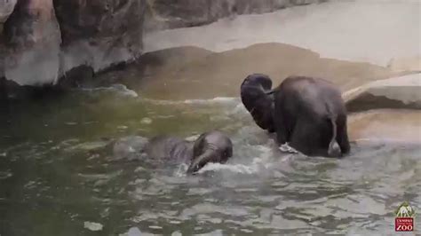 Our gentle, tear free shampoo + body wash leaves skin feeling moisturized and hair clean. Baby Elephant Bath Time! - YouTube