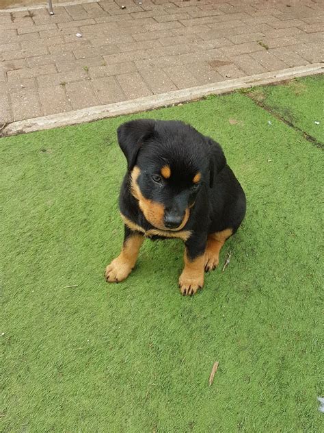 Start here with our puppy adoption application form to buy rottweiler puppies online. Rottweiler puppies for adoption - Classifieds.uk - Free Classified Ads UK - Classifieds UK