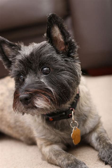 pin  cairn terriers