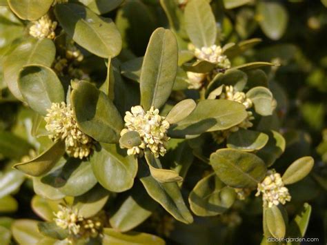 Common Boxwood About