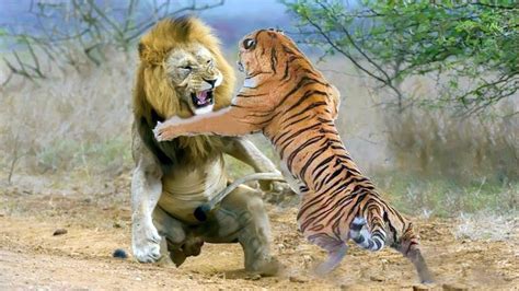 15 Most Aggressive Animals On The Planet Youtube