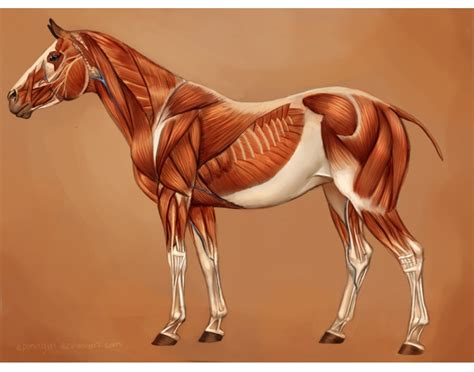 Superficial Horse Muscles Quiz