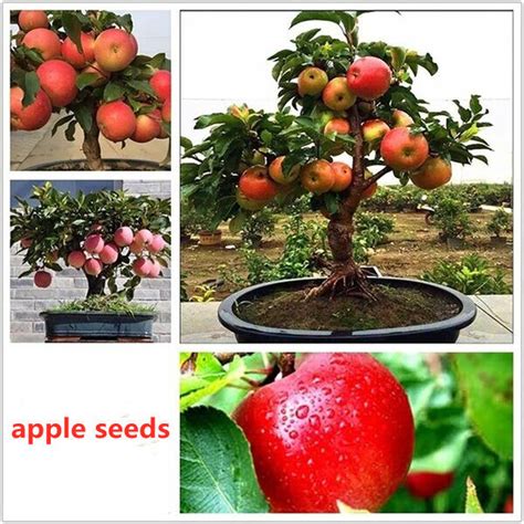 Rare No Plant Semi Dwarf Apple Fruit Tree Seeds Grow New 49 Off