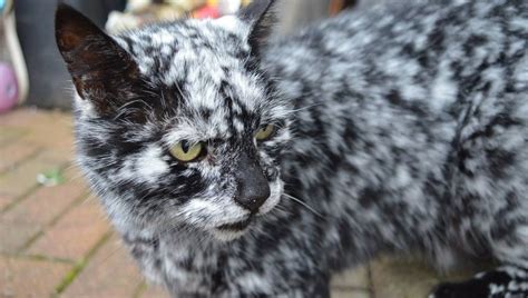 Poor little thing is skin & bones! Rare Condition: Find Out Why This Black Cat Is Turning ...