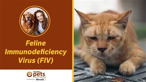 Dr Becker Discusses Feline Immunodeficiency Virus Fiv Youtube