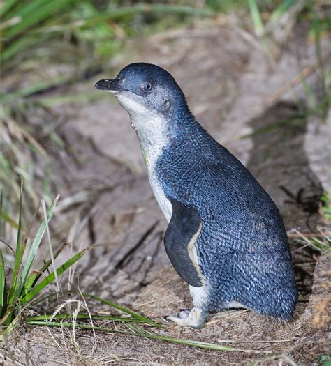 Little Blue Penguin Animals Wiki Fandom