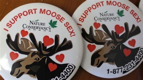 Canada Tax Breaks To Support Moose Sex Project Bbc News