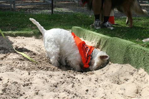 The smell will deter your dog, and hopefully, make them lose interest in the digging altogether. Deter Dog Digging - cdpom.com