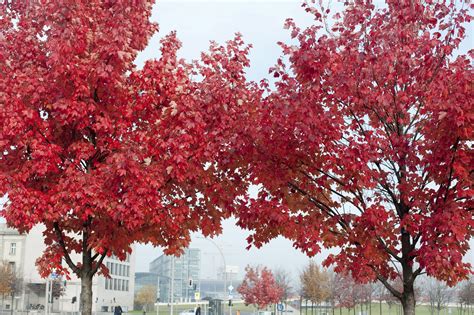 Red Autumn Leaves 3983 Stockarch Free Stock Photos