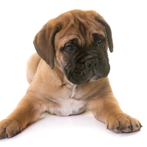 I was this close to persuading my mom! Bullmastiff » - Puppy Buddy