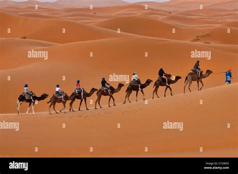 Camel Trekking In The Sahara At Erg Chebbi Morocco Stock Photo Alamy