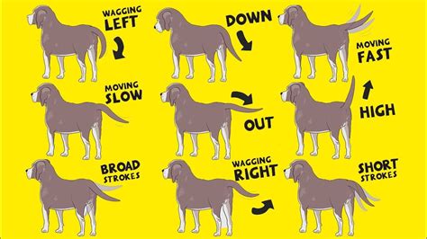 Youtube Dog Body Language Dog Language Calm Dogs